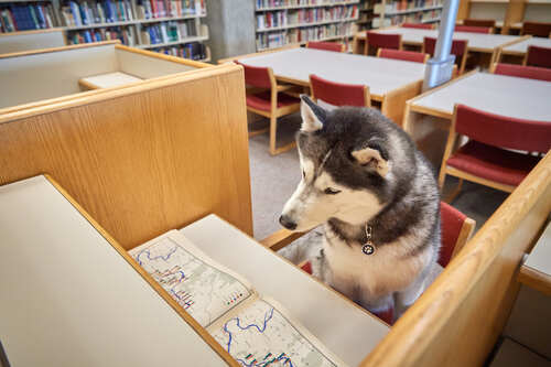 Jonathan the husky looking at a book in the library